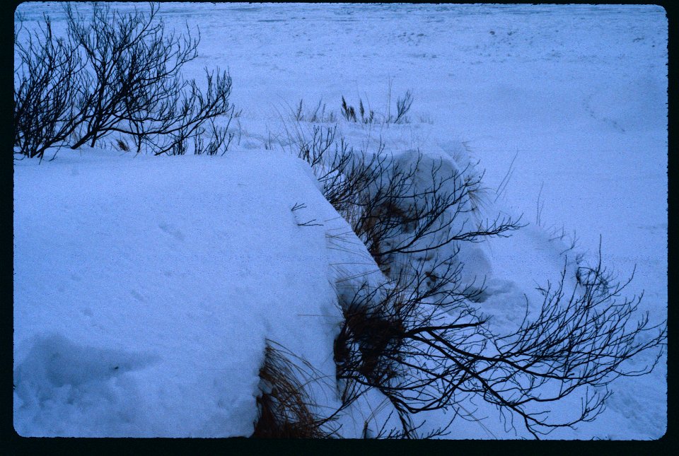 Dunes love the snow 1981